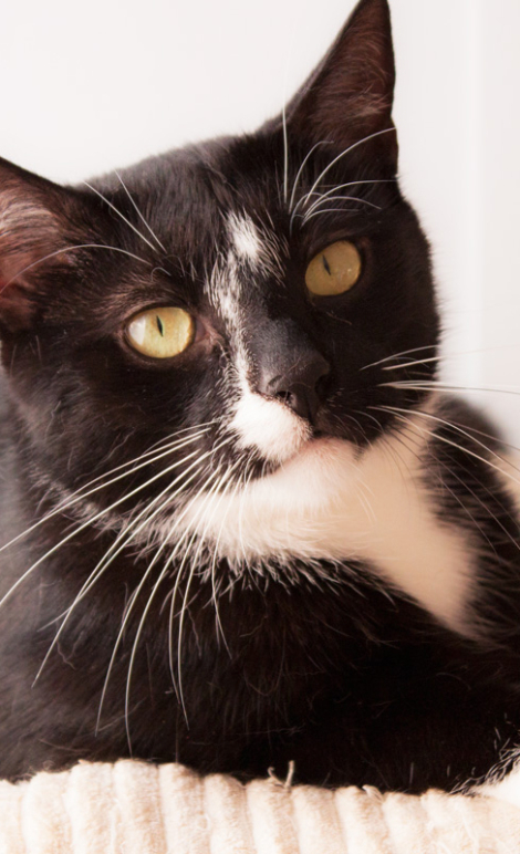 Ciotka Kotka Petsitter - Czarny kot z białymi plamami