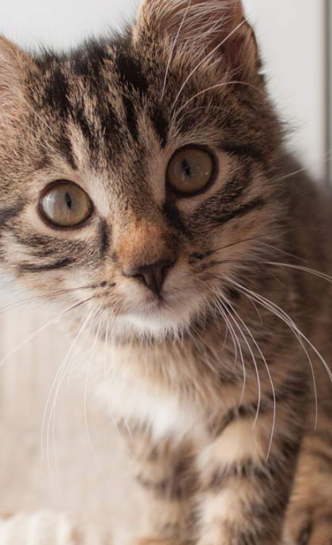 Ciotka Kotka Petsitter - Szaro-bury kociak