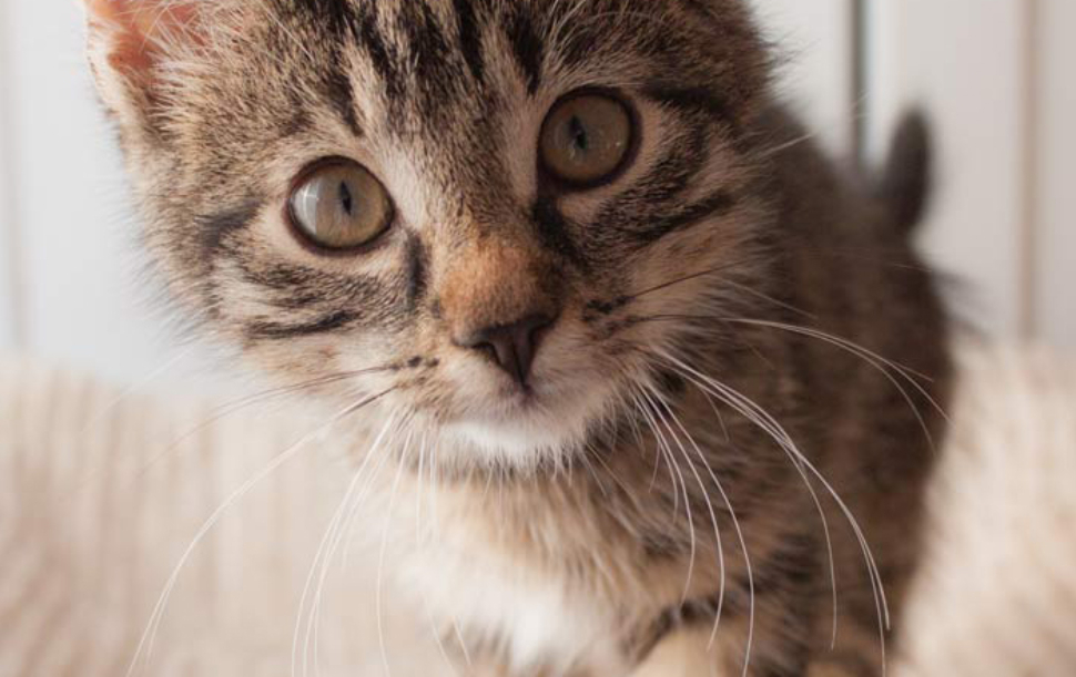 Ciotka Kotka Petsitter - Szaro-bury kociak