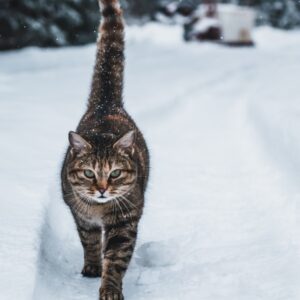 Ciotka Kotka Petsitter - Kot idący po śniegu