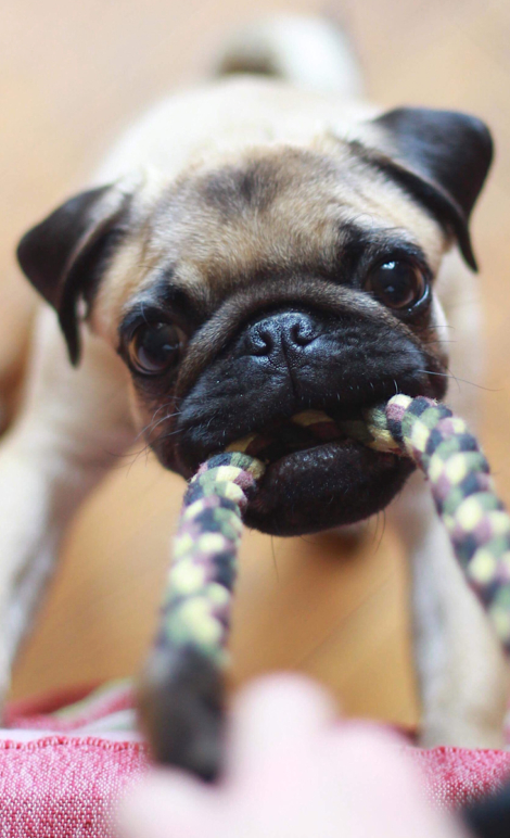 Ciotka Kotka Petsitter - Zabawa z psem