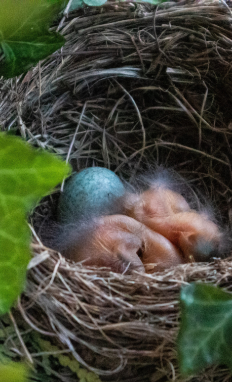 Ciotka Kotka Petsitter - Ptasie gniazdo z jajkiem i pisklakami