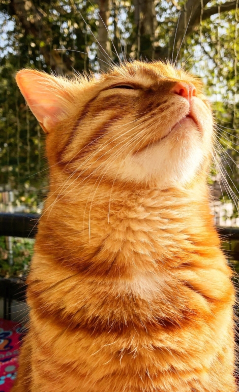 Ciotka Kotka Petsitter - Zdjęcie rudego kota na osiatkowanym balkonie