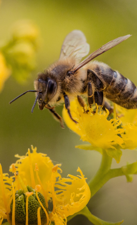 Ciotka Kotka Petsitter - Pszczoła na żółtym kwiatku