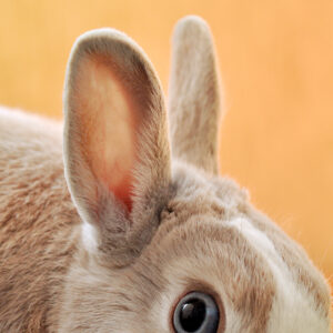 Ciotka Kotka Petsitter - Zdjęcie królika na pomarańczowym tle