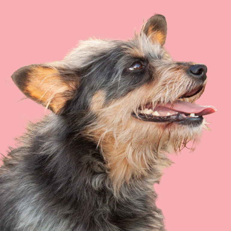 Ciotka Kotka Petsitter - Zdjęcie psa na różowym tle