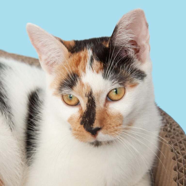 Ciotka Kotka Petsitter - Zdjęcie kota na błękitnym tle